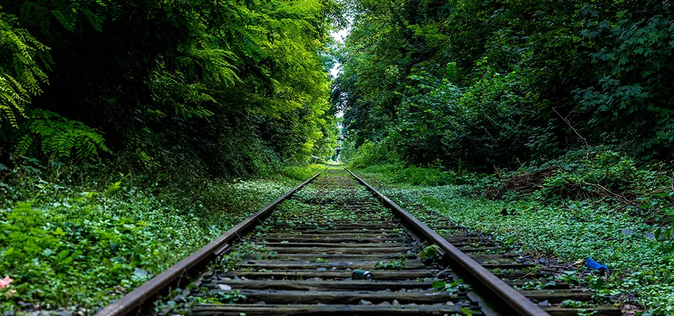 Train tracks surrounded by tree lines