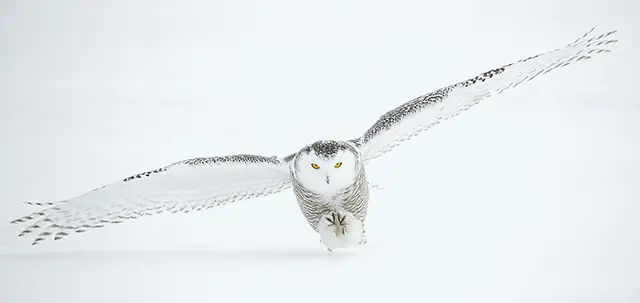 White owl with fully spread wings flying over snow