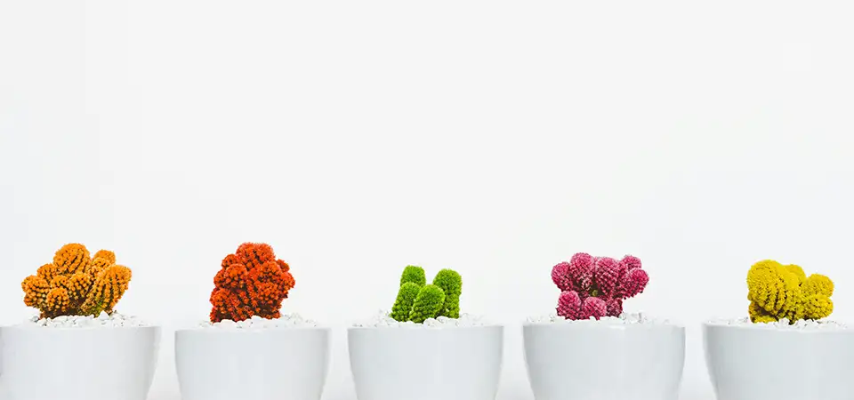 Colourful cacti in a row against a white background