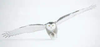 White owl with fully spread wings flying over snow